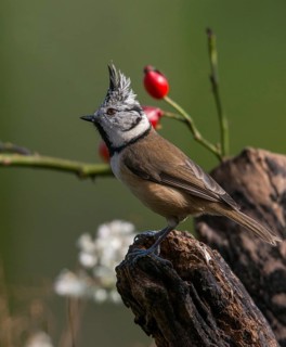 Crested tit, crested tit, Lophophanes cristatus, parus cristatus, birds, high size, portrait