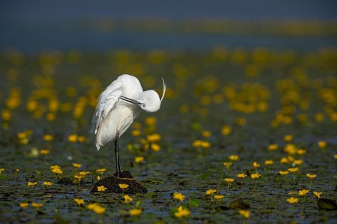 Little Egret (Egretta garzetta) in the midst of flowering echidnas Hungary