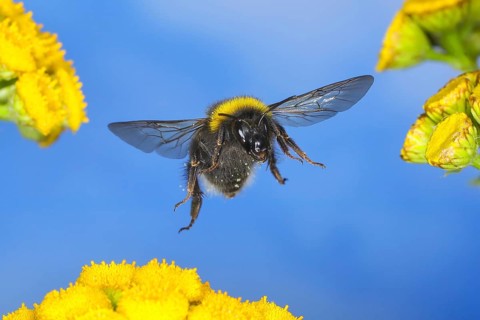 Large earth bumblebee (Bombus terrestris), flying over tansy (Tanacetum vulgare) flowers, wildlife,