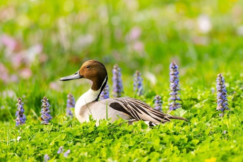 Northern pintail (Anas acuta) male in a colorful meadow in spring, Bavaria, Germany