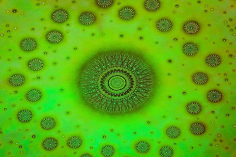 In the emerald green silence of Wat Paknam Phasi Charoen, the glass chedi rises like a glowing