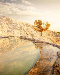 Autumn tree by travertines and around the mineral springs in dramatic tourist destination in Turkey