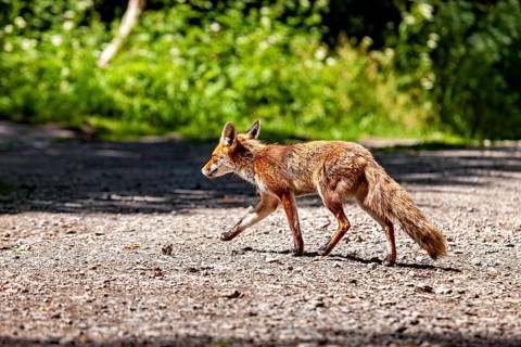 A fox runs across a shady road, bathed in sunlight. A red fox in the Hainich near Mühlhausen,