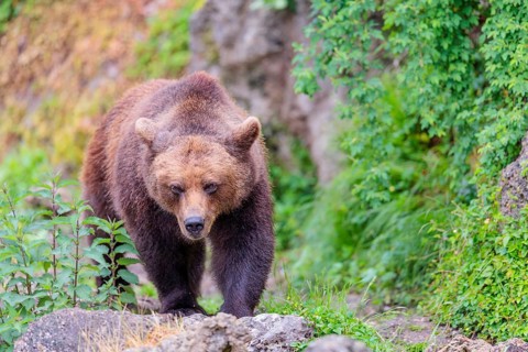 A female brown bear (Ursus arctos arctos) is walking through dense vegetation in hilly terrain,