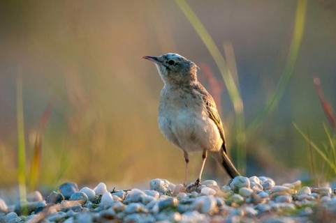 Anthus campestris, Brachpieper, Brandenburg, Germany, Nabu, national natural heritage, natural