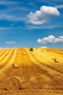 Straw harvest, after harvesting the straw, previously mowed, dried and laid in rows, so-called