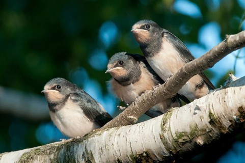 Hirundo rustica, house martin, swallow, birds, adolescent, juvenile, passeri, swallows, songbirds,