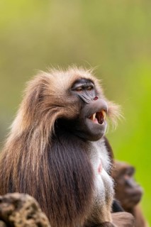 Gelada (Theropithecus gelada) male, portrait, captive, distribution africa