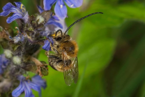 A male long-horned bee (Eucera sp.) collects nectar on creeping bindweed (Ajuga reptans),
