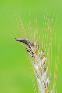 Ear of rye (Secale cereale) with ergot (Claviceps purpurea), North Rhine-Westphalia, Germany