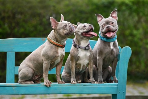 Three lilac brindle French Bulldog dogs sitting on blue bench. Gradual transition from