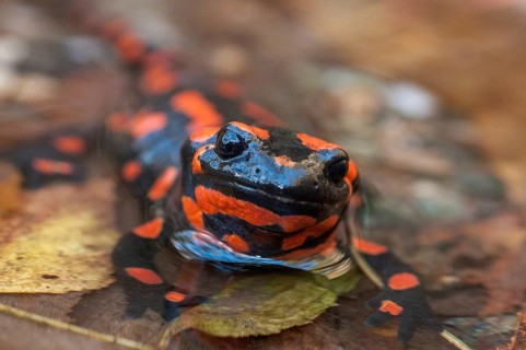 Fire salamander, salamandra salamandra, amphibians, amphibians, caudata, amphibians, amphibians,