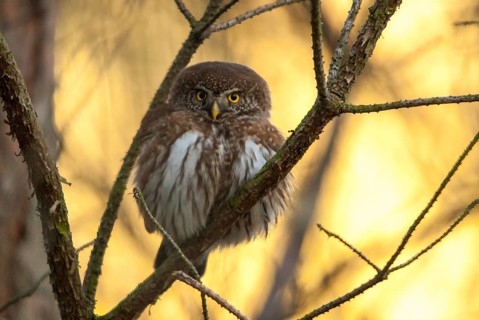 Glaucidium passerinum, pygmy owl, passerine owl, birds, owls, strigiformes, birds