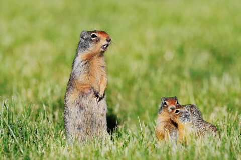 Columbian ground squirrel (Urocitellus columbianus, Spermophilus columbianus), female with young,