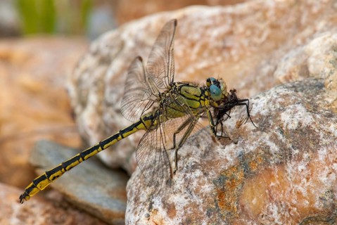 Gomphus Pulchellus, Western Clubtail, Western Wedge Maiden, Anisoptera, Damselflies, Dragonflies,