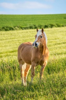 Haflinger, gelding, out in the pasture, chestnut, light mane, light chestnut (flax-coloured)