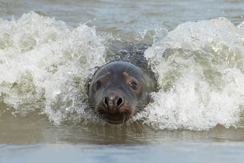 Atlantic grey seal (Halichoerus grypus) adult marine animal surfing in the waves of the sea,