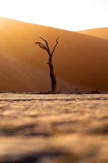 Red sand dunes and white salt pan with dead trees, Dead Vlei, Namib Desert, Namib Naukluft Park,
