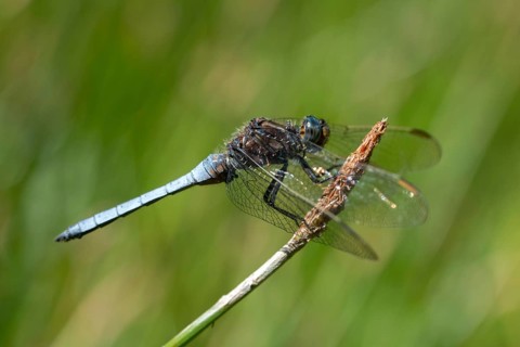 Keeled skimmer, little blue arrow, orthetrum coerulescens, anisoptera, damselflies, dragonflies,
