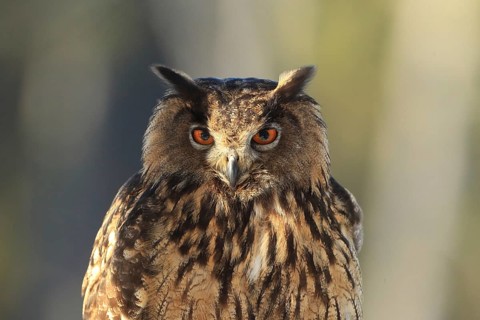 Eurasian Eagle-owl perched, close-up of an eagle owl with striking orange eyes and plumage in its