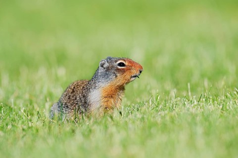 Columbia ground squirrel (Urocitellus columbianus, Spermophilus columbianus) feeding in a meadow,