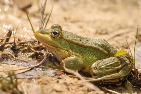 Green frog, pelophylax spec., rana spec., water frog, amphibians, amphibians, frog, frog, frogs,