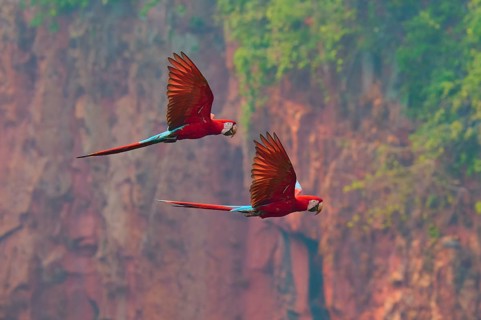 Two magnificent parrots fly through the air against a backdrop of dense red cliffs and lush