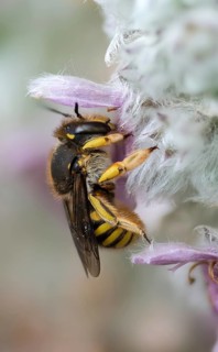 Anthidium manicatum, apidae, bees, European wool carder bee, garden woolbee, large woolbee,