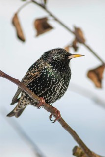 Star, Starling, Sturnus Vulgaris, Birds, High Size, Portrait, Passeri, Songbirds, Birds