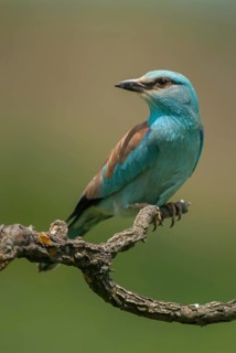Blue racke, coracias garrulus, European roller, scooter, birds, Bulgaria, coraciidae, racken, birds
