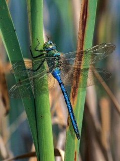 Anax Imperator, Blue Emperor, Emperor Dragonfly, King Libelle, Anisoptera, Damselflies,