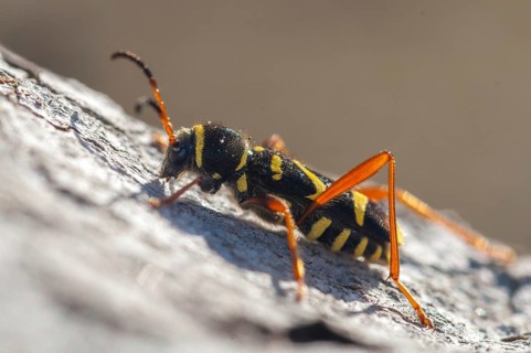 Clytus arietis, common ram ram, ram ram, beetle, longhorn, coleoptera, insects, insects, beetles,
