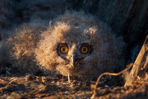 Bubo bubo, eagle owl, eagle owl, atmosphere, birds, owls, Extremadura, adolescent, owls, Spain,