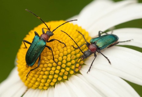 Blueborn, Blue Long-Horned Beetle, Carilia Virginea, Gaurotes Virginea, Beetle, Longhorn Beetle,