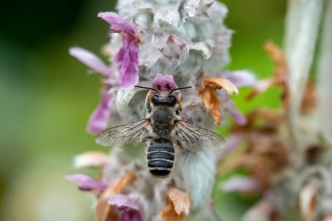Leafcutter bee, brown-footed leafcutter, colorful leafcutter bee, hymenoptera, megachile