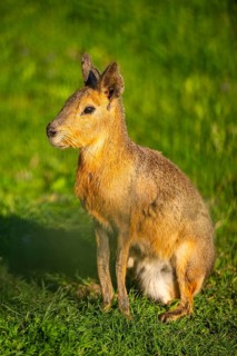 Greater capybara (Hydrochoerus hydrochaeris) on a meadow, Germany