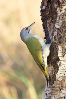 Grey-headed Woodpecker (Picus canus), a male perched on the trunk of a grey birch (Betula