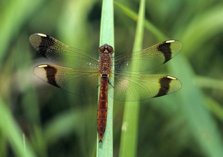 Banded darter, banded heather, sympetrum pedemontanum, anisoptera, damselflies, dragonflies,