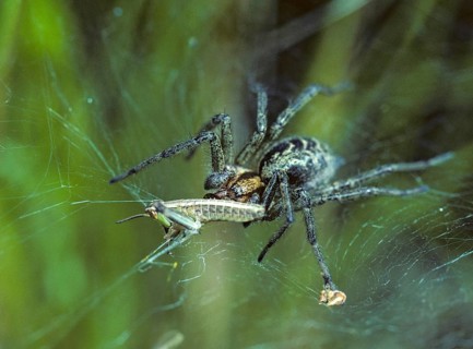Agelena Labyrinthica, Grasshoppers, Labyrinth Spider, Arachnids, Prey, Capture, Grasshoppers,