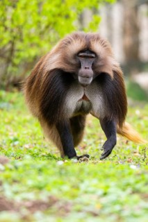 Gelada (Theropithecus gelada) male walking over a meadow, captive, distribution africa
