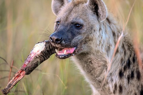 Spotted hyena (Crocuta crocuta) with a bone near Atzaró Camp, Okavango Delta, North-West District,