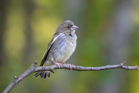 Greenfinch (Chloris chloris), juvenile, perched on a branch, Littlewood Ranch, Limbach, Burgenland,