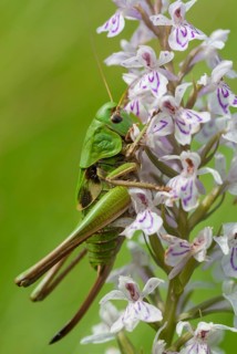 Decticus verrucivorus, grasshoppers, deciduous locusts, wart biters, ensifera, female,
