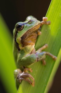 European tree frog, hyla arborea, tree frog, amphibians, amphibians, high size, portrait format,