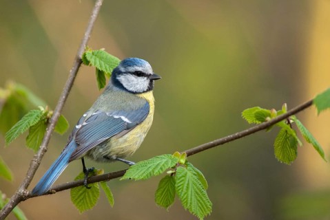 Blue tit, parus caeruleus, birds, spring, tits, passeri, songbirds, songbirds, jump, tits, birds