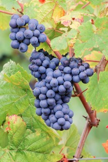 Grapes on the vine, Pinot Noir or Pinot Noir grape variety, Alsace, Grand Est, France