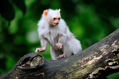 Silver marmoset (Mico argentatus, syn.: Callithrix argentata), silver marmoset, adult, sitting on a