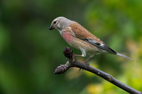 Acanthis cannabina, bloodtail, linaria cannabina, linnet, birds, hanfling, male, passeri,