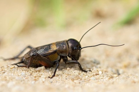 Field cricket, Gryllus campestris, ensifera, field cricket, crickets, insects, insects, long-feeler
