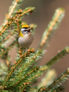 Common firecrest, golden chicken, Regulus ignicapillus, summer golden chicken, birds, song, high